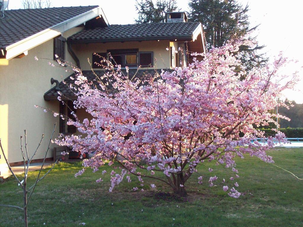 B&B Il Ciliegio Lomnago Dış mekan fotoğraf